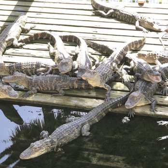 Gatorland - Zoos Near Me - Orlando, Florida Gatorland - Zoos Near Me - Orlando, Florida