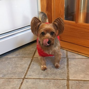 Luzy's Dapper Dog - Pet Groomers Near Me - Lynbrook, New York Luzy's Dapper Dog - Pet Groomers Near Me - Lynbrook, New York