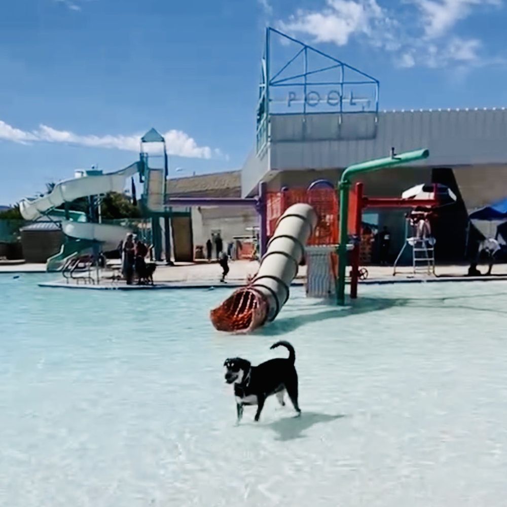 Black Mountain Rec & Aquatic Complex - Makana had the entire pool to herself at one point! - Fitness & Instruction Near Me - Henderson, Nevada Black Mountain Rec & Aquatic Complex - Makana had the entire pool to herself at one point! - Fitness & Instruction Near Me - Henderson, Nevada