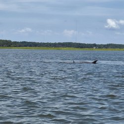 Island Skiff Adventure Tours - Dolphins on Hilton Head Island during skiff ride