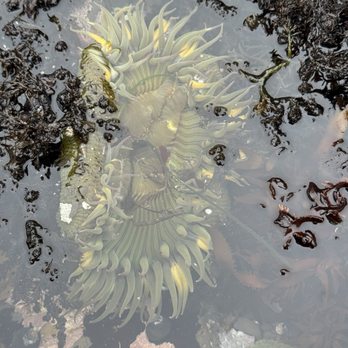 Fitzgerald Marine Reserve - Parks Near Me - Moss Beach, California
