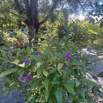 Zensations Garden - Nurseries & Gardening Near Me - Davie, Florida