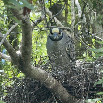 T n T Hideaway - Yellow crested night herons - Rafting/Kayaking Near Me - Crawfordville, Florida