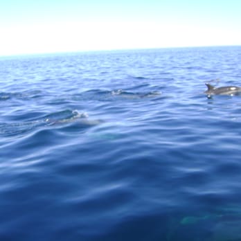 Snorkeling Catalina - wow, they are so many! - Snorkeling Near Me - Avalon, California Snorkeling Catalina - wow, they are so many! - Snorkeling Near Me - Avalon, California