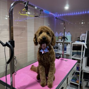 Groomed By Vanessa - Pet Groomers Near Me Groomed By Vanessa - Pet Groomers Near Me