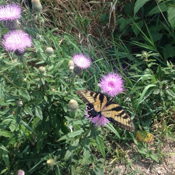Fontenelle Forest - Butterfly - one of many I saw today - Community Service/Non-Profit Near Me - Bellevue, Nebraska