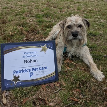 Patrick's Pet Care - Pet Training Near Me - Washington, DC, District of Columbia