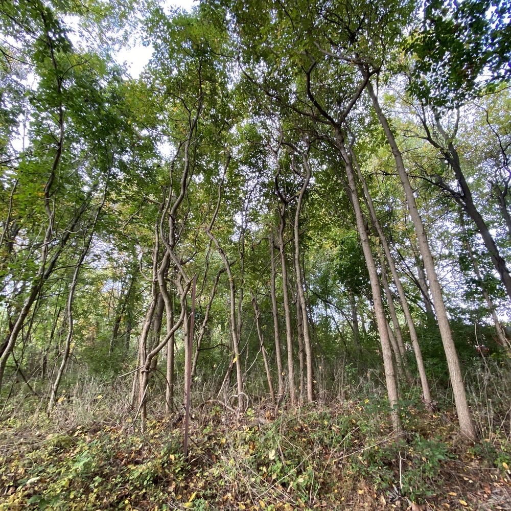 Hibernia County Park - Trees - Hiking Near Me - Coatesville, Pennsylvania Hibernia County Park - Trees - Hiking Near Me - Coatesville, Pennsylvania