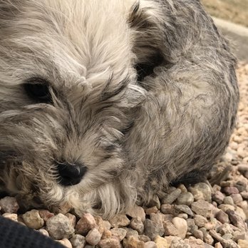 SNL Farms - Pet Breeders Near Me - Greeley, Colorado SNL Farms - Pet Breeders Near Me - Greeley, Colorado
