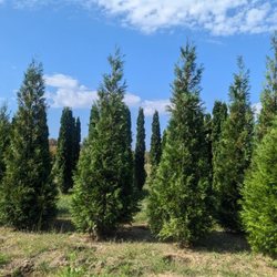 Jackson's Nursery - Some grown arborvitae in the back of the nursery acreage
