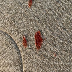 Collins Carpet Cleaning