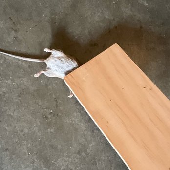 SecurCare Self Storage - Mouse got blind sided by trap, thought she was going to the Olympics! - Self Storage Near Me - Loma Linda, California