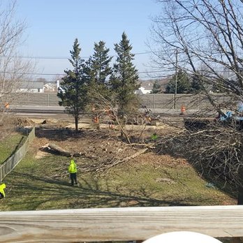 Buddy's Tree Service - During - Tree Services Near Me - Hanover Park, Illinois Buddy's Tree Service - During - Tree Services Near Me - Hanover Park, Illinois