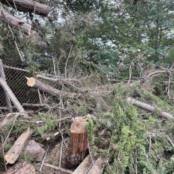 Contra Costa Tree & Stump Removal - Branches - Tree Services Near Me - El Sobrante, California