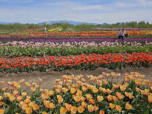 Tulip Valley Farms by null