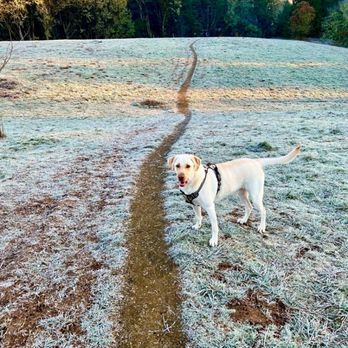 PetSmart Dog Training - Pet Groomers Near Me - Corvallis, Oregon