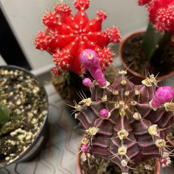 THE PLANTING HAND - Updated February 2026 - 14 Photos - 2010 Greenville