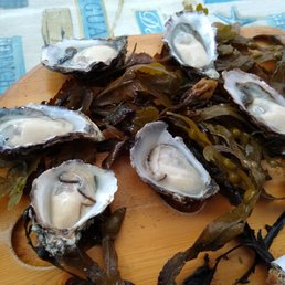 Galloway oysters on the half shell