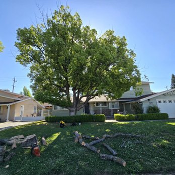 Banyan Tree Care - Tree Services Near Me Banyan Tree Care - Tree Services Near Me