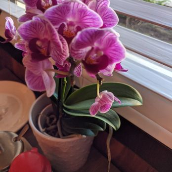 Taba Taba China Bistro - Orchid at table - Chinese Near Me - Los Gatos, California Taba Taba China Bistro - Orchid at table - Chinese Near Me - Los Gatos, California