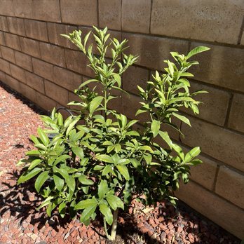 Green Thumb Nursery - Kumquat tree - Nurseries & Gardening Near Me - Santa Clarita, California Green Thumb Nursery - Kumquat tree - Nurseries & Gardening Near Me - Santa Clarita, California