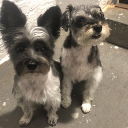 Archie (morkie) & Charlie (schnoodle) love their haircuts! Thank you Le Beastro!
