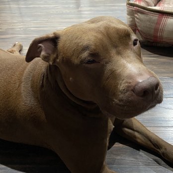Bronx Barx - I Feel Pretty! (and tired!!!) - Pet Training Near Me - Bronx, New York