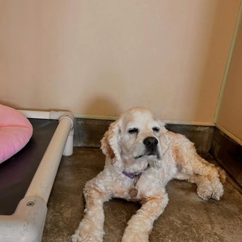 Sam's Green Paw - Pet Groomers Near Me - Studio City, California Sam's Green Paw - Pet Groomers Near Me - Studio City, California