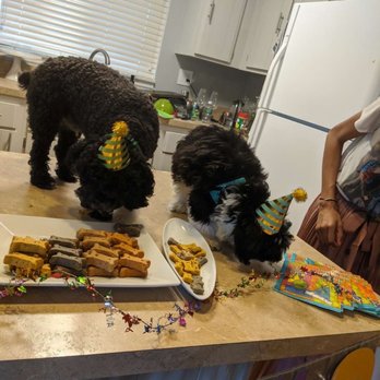 Maestros Dog Haus - Pet Stores Near Me - Ferndale, Michigan