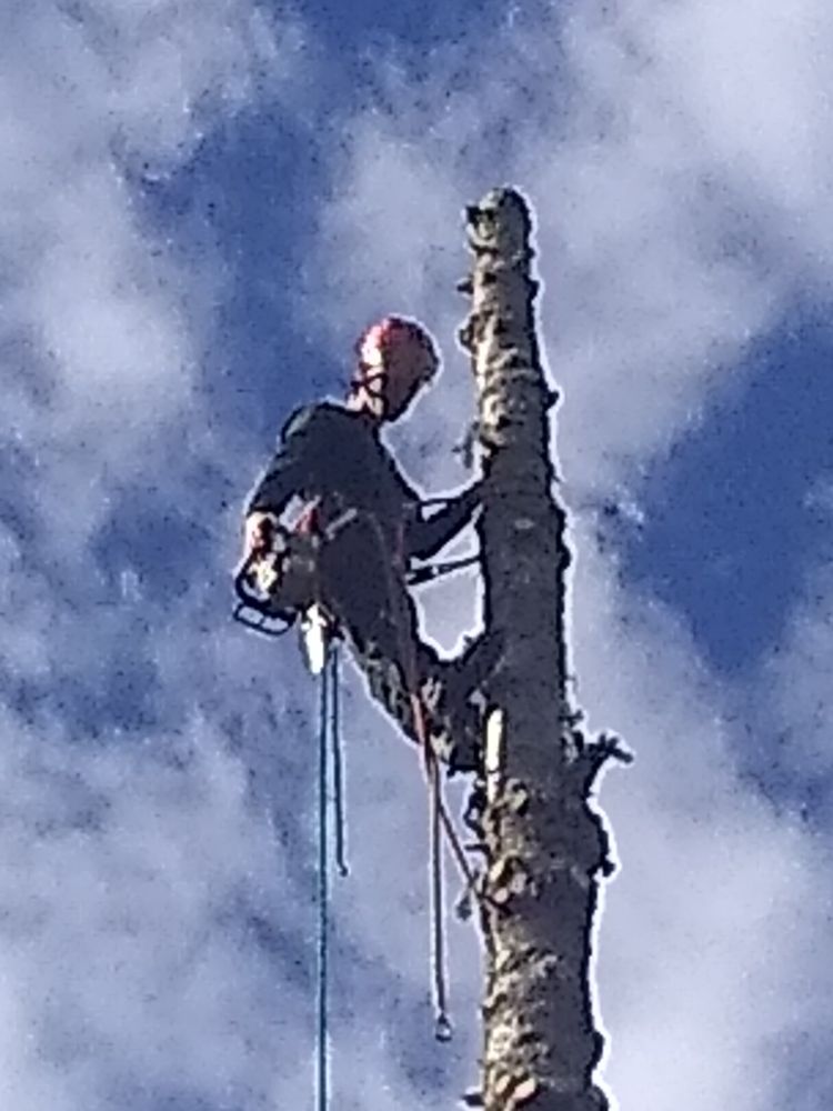 Advanced Tree Care - tree service in Eugene, OR