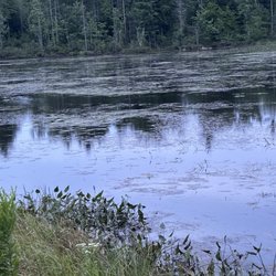 Nature's Wilderness Resort - The large swamp, swimming prohibited.