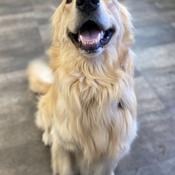 Pups - Daycare smiles! - Pet Groomers Near Me - Salt Lake City, Utah Pups - Daycare smiles! - Pet Groomers Near Me - Salt Lake City, Utah