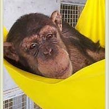 Save the Chimps - Public Services & Government Near Me Save the Chimps - Public Services & Government Near Me