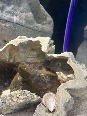 Central Coast Aquarium by null