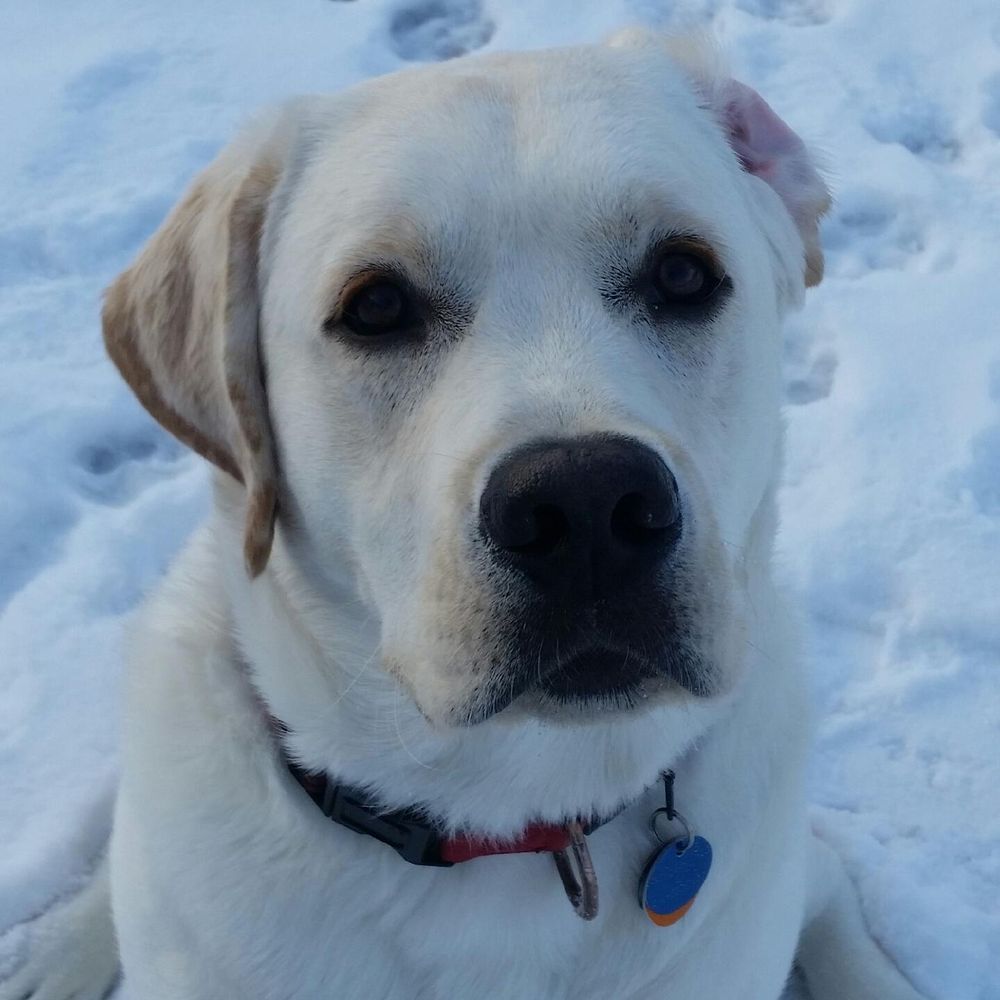 Pawsitively Good Pup - Reginald van Labrador - Pet Training Near Me - Berea, Ohio Pawsitively Good Pup - Reginald van Labrador - Pet Training Near Me - Berea, Ohio