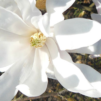 Mitchell Funeral Care and Cremations - Funeral Services & Cemeteries Near Me - Elizabeth City, North Carolina Mitchell Funeral Care and Cremations - Funeral Services & Cemeteries Near Me - Elizabeth City, North Carolina