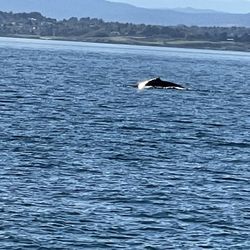 Five Star Whale Watching