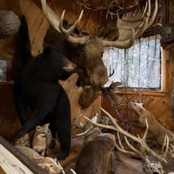 Flambeau Forest Inn
