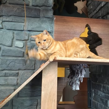 Seattle Meowtropolitan - Action shot - Themed Cafes Near Me - Seattle, Washington Seattle Meowtropolitan - Action shot - Themed Cafes Near Me - Seattle, Washington