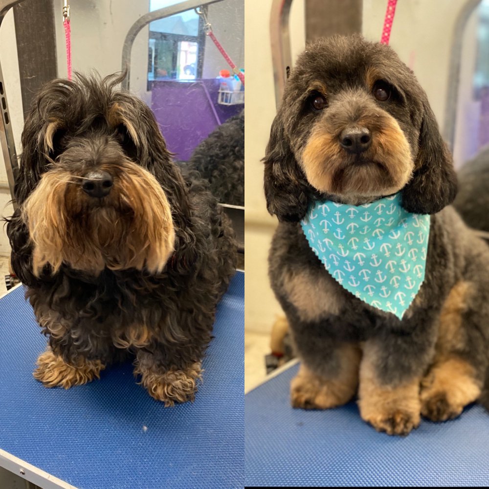 ELITE PAWS MOBILE GROOMING SALON Updated May 2024 123 Mobile