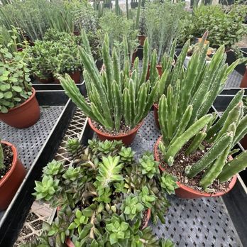 Florida Cactus - Nurseries & Gardening Near Me - Apopka, Florida