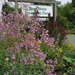 Bay State Perennial Farm