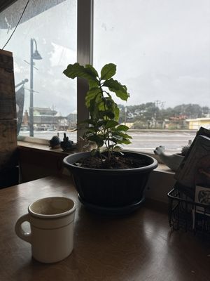 Green Salmon Coffee Company by null