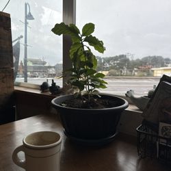 The Green Salmon - Booth inside looking at Highway 101.
