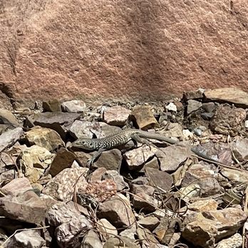 Nevada Treasure RV Resort - a lizard on the rocks - RV Parks Near Me - Pahrump, Nevada Nevada Treasure RV Resort - a lizard on the rocks - RV Parks Near Me - Pahrump, Nevada