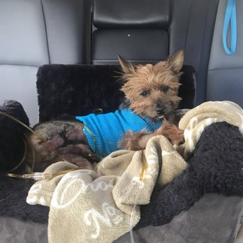 Tanasbourne Veterinary Emergency - Going home!! - Veterinarians Near Me - Beaverton, Oregon Tanasbourne Veterinary Emergency - Going home!! - Veterinarians Near Me - Beaverton, Oregon