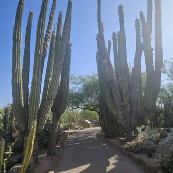 Desert Botanical Garden - A beautiful and tranquil garden. - Botanical Gardens Near Me - Phoenix, Arizona