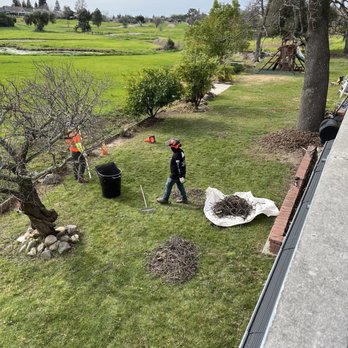 Golden Roots Tree Care - Post: mostly cleaned up the back - Tree Services Near Me - Sacramento, California Golden Roots Tree Care - Post: mostly cleaned up the back - Tree Services Near Me - Sacramento, California