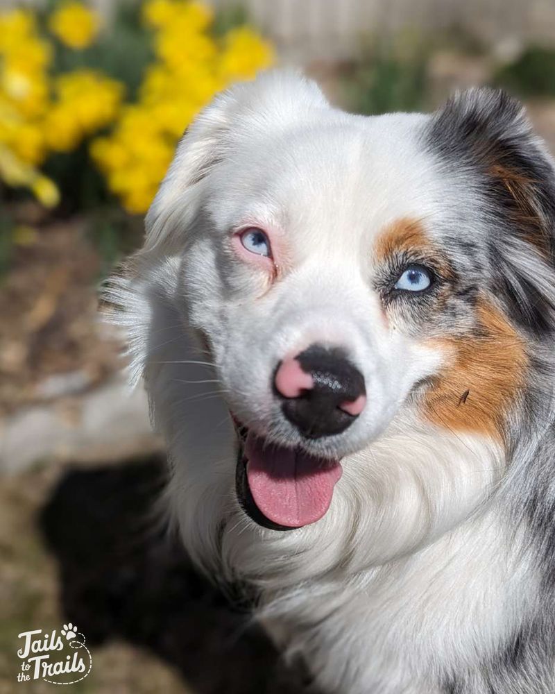 TAILS TO THE TRAILS Updated June 2024 Request a Quote Oshawa