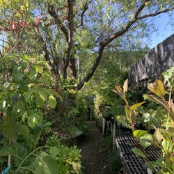 Fox Hollow Creek Nursery - Plants